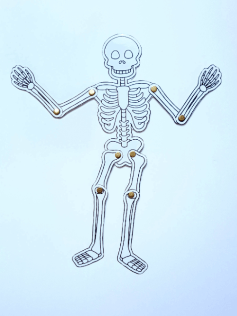 کمک آموزشی اسکلت بدن برای یادگیری مفاصل بدن _ علوم کلاس پنجم _ علومینو 