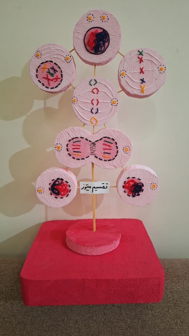  ماکت تقسیم سلولی 