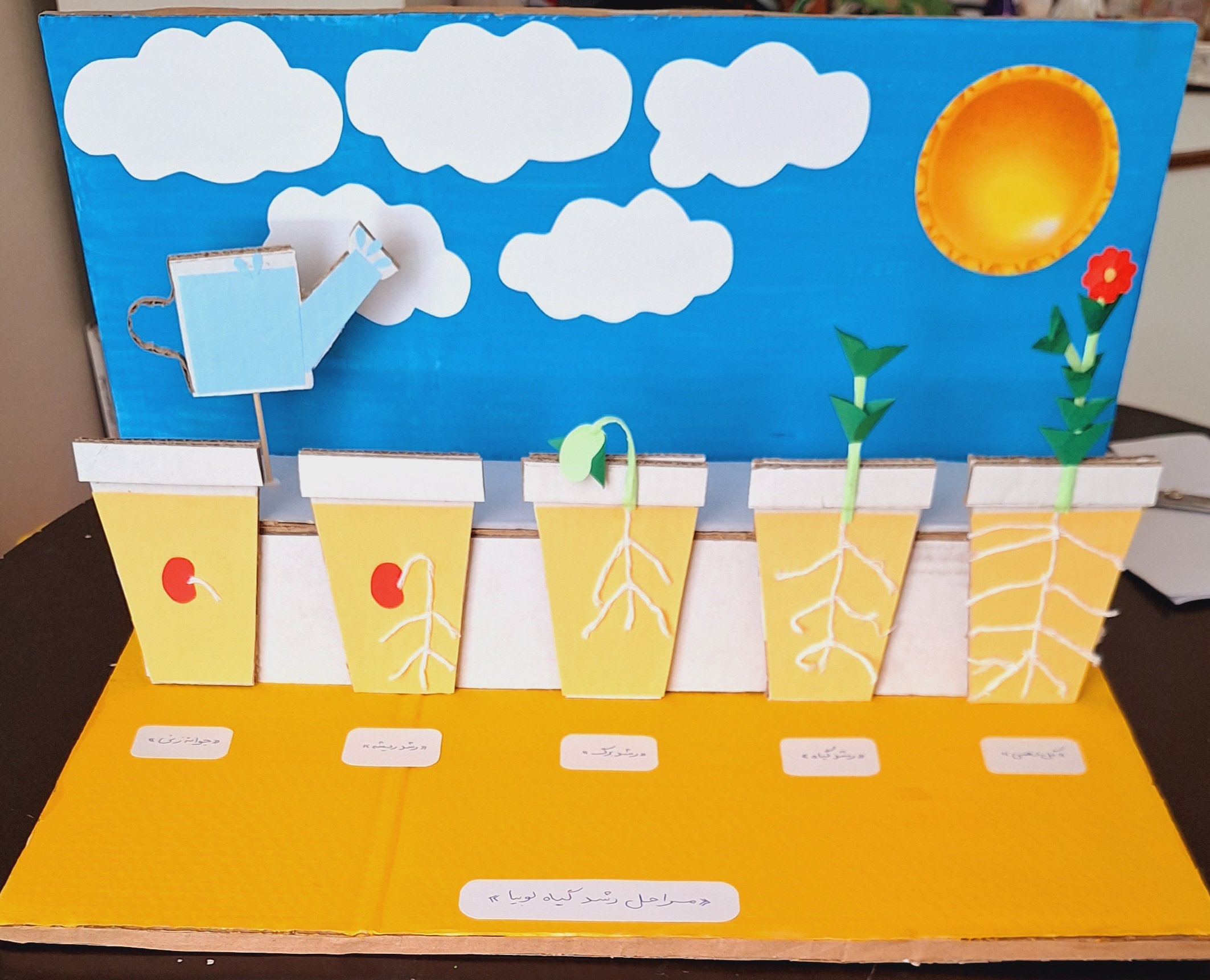  ماکت مراحل رشد لوبیا 