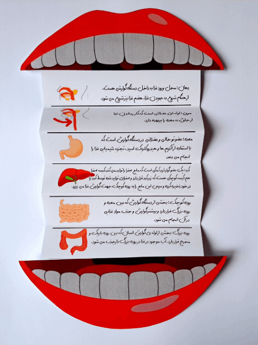 کمک آموزشی مراحل گوارش به صورت تصویری و کنارش توضیحات مربوطه داده شده _ علومینو 