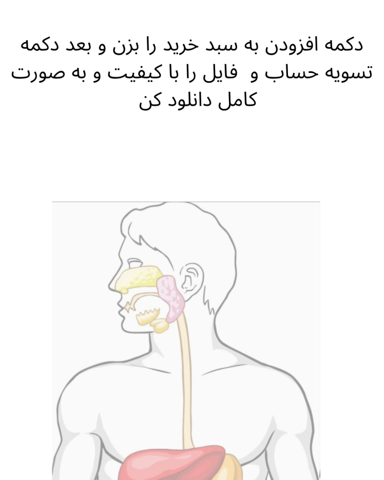 الگوی ماکت گوارش 