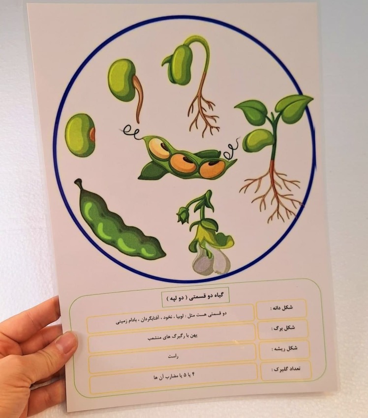 برگه گیاهان تک لپه و دو لپه _ بخش دو لپه 