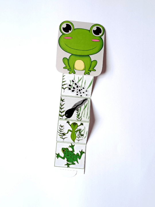 کمک اموزشی مراحل رشد قورباقه _ علوم کلاس سوم _ علومینو 