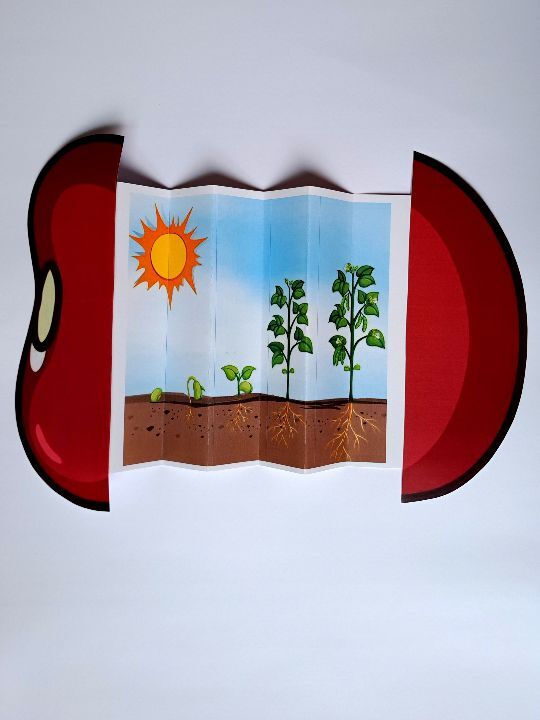 کمک آموزشی مراحل رشد گیاه لوبیا برای یادگیری آسان و سریع علو اول، دوم و سوم ابتدایی _ علومینو 