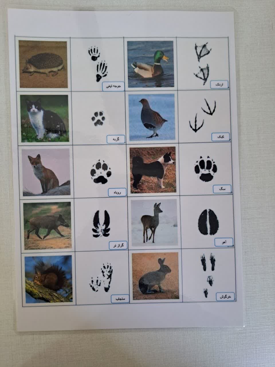  برگه رد پا پشت _ علوم پنجم 