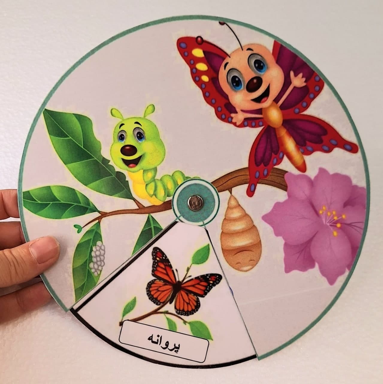  چرخه رشد پروانه 