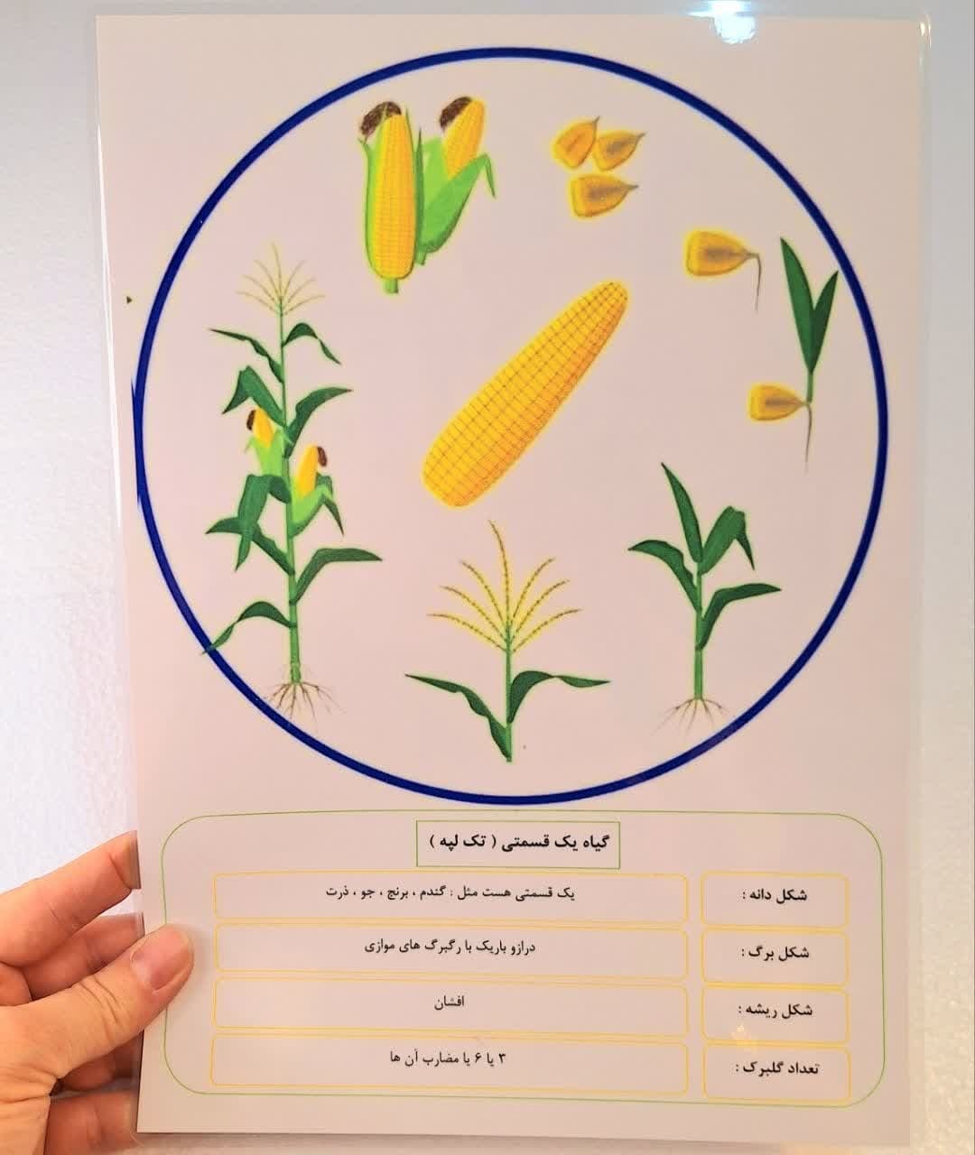  برگه گیاهان تک لپه و دو لپه _ بخش تک لپه 
