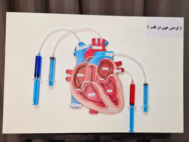 ماکت گردش خون در قلب نمای دور 