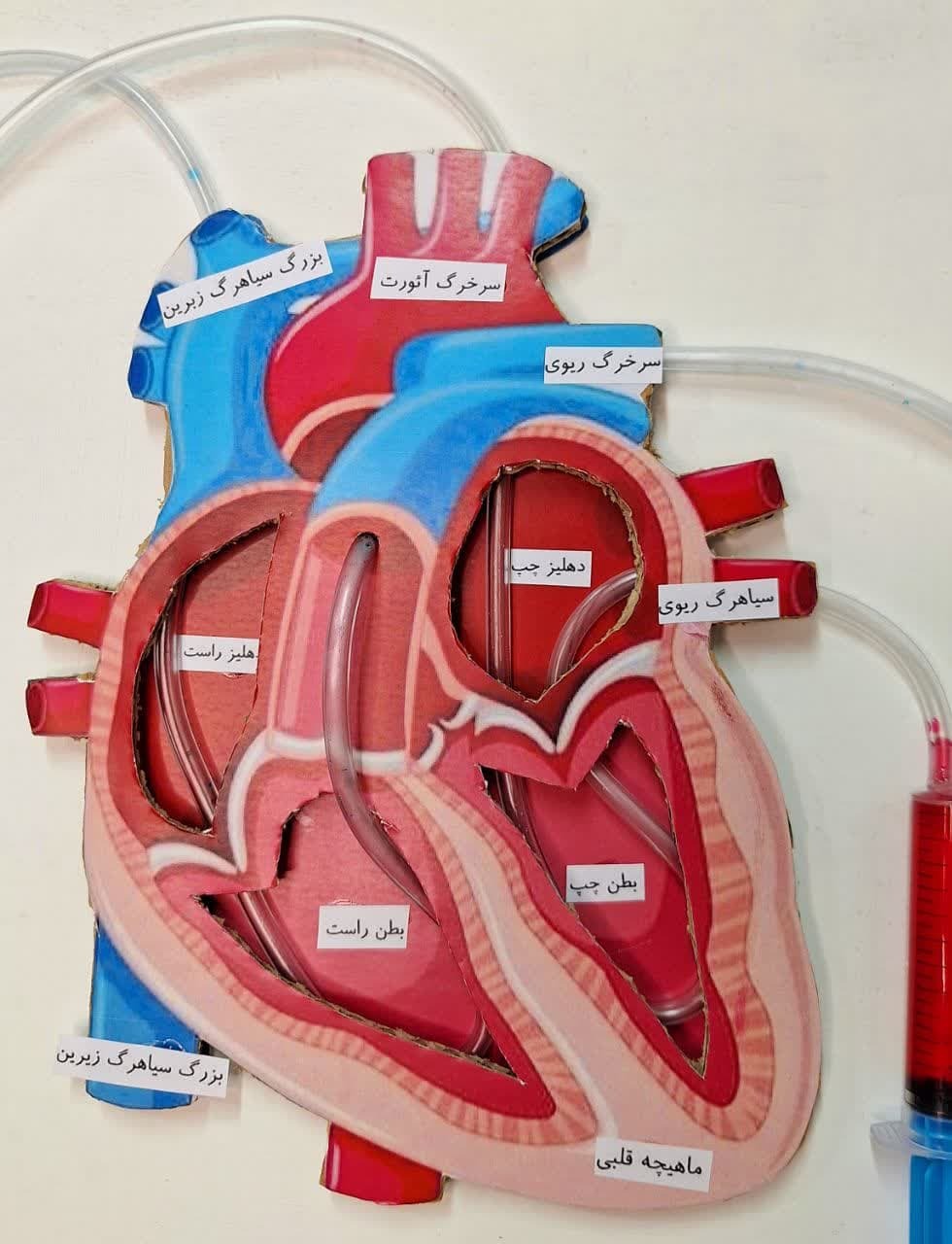 ماکت گردش خون در قلب نمای نزدیک