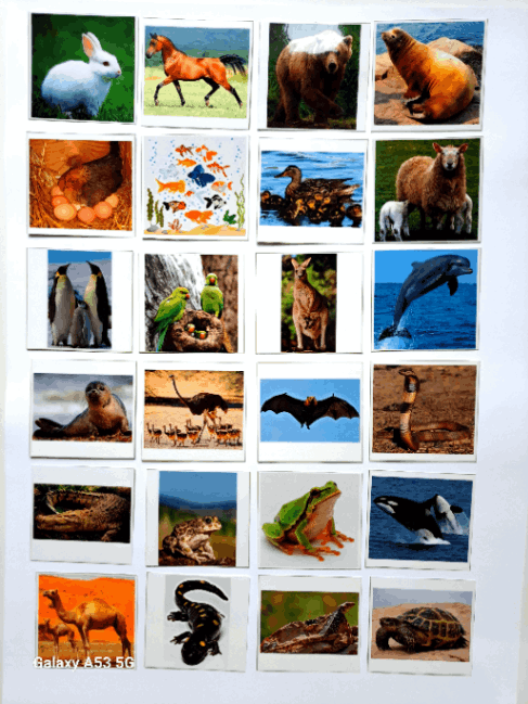 فلش کارت های مهره داران مناسب برای علوم کلاس سوم 