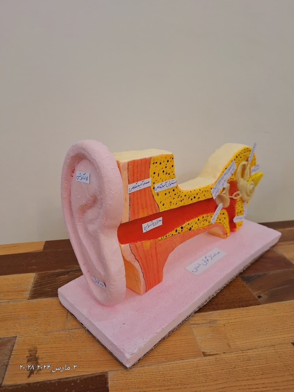 ماکت گوش – آموزش تصویری ساختار گوش برای علوم پنجم ابتدایی