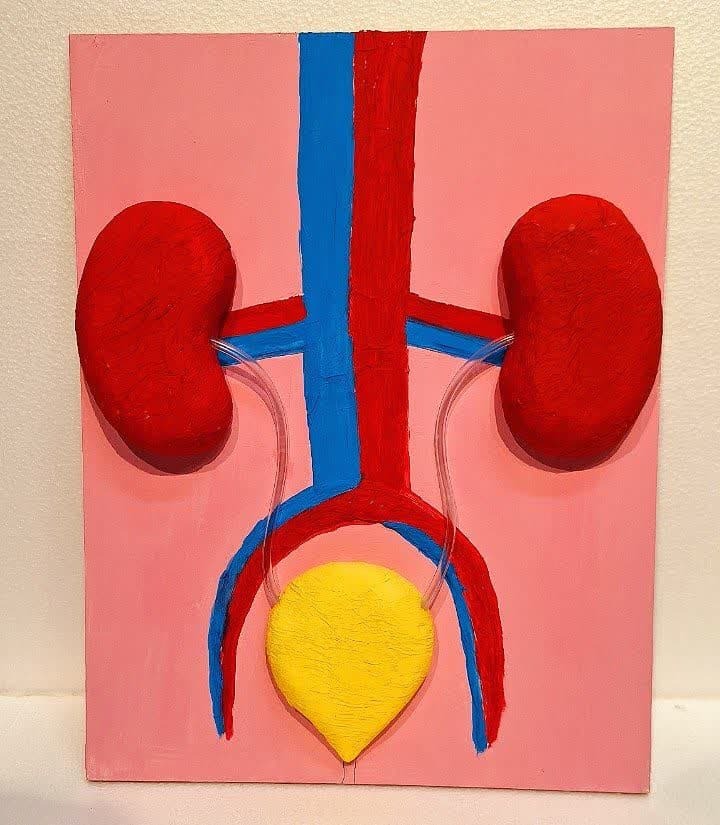 ماکت سیستم ادراری 