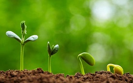 آزمایش ساده مراحل رشد گیاه برای یادگیری فعال علوم