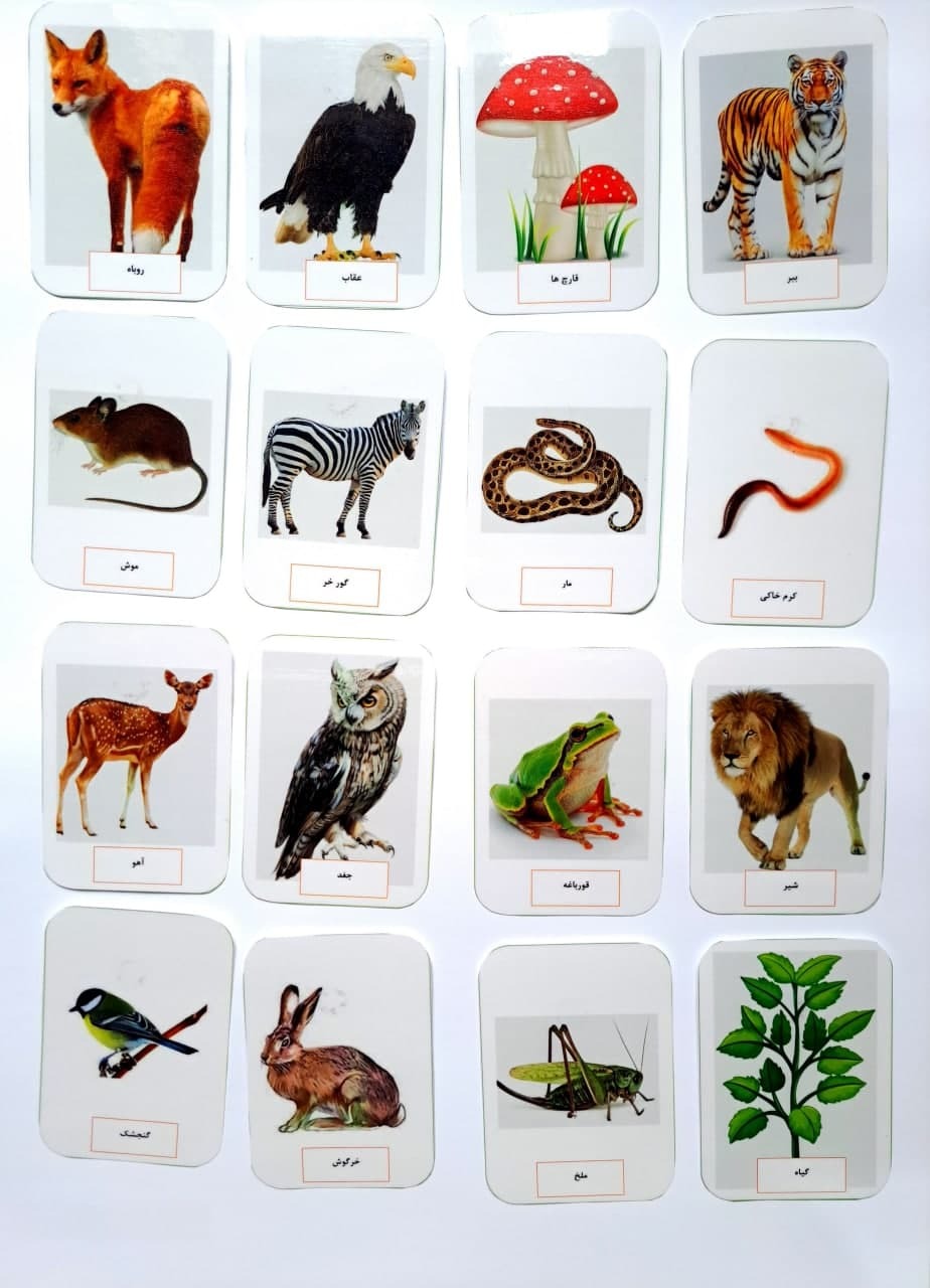  پک 16 تایی زنجیره غذایی 