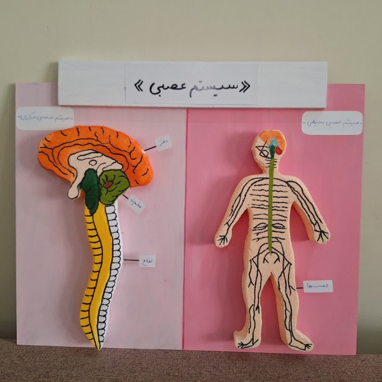 ماکت سیستم عصبی شامل دو بخش 