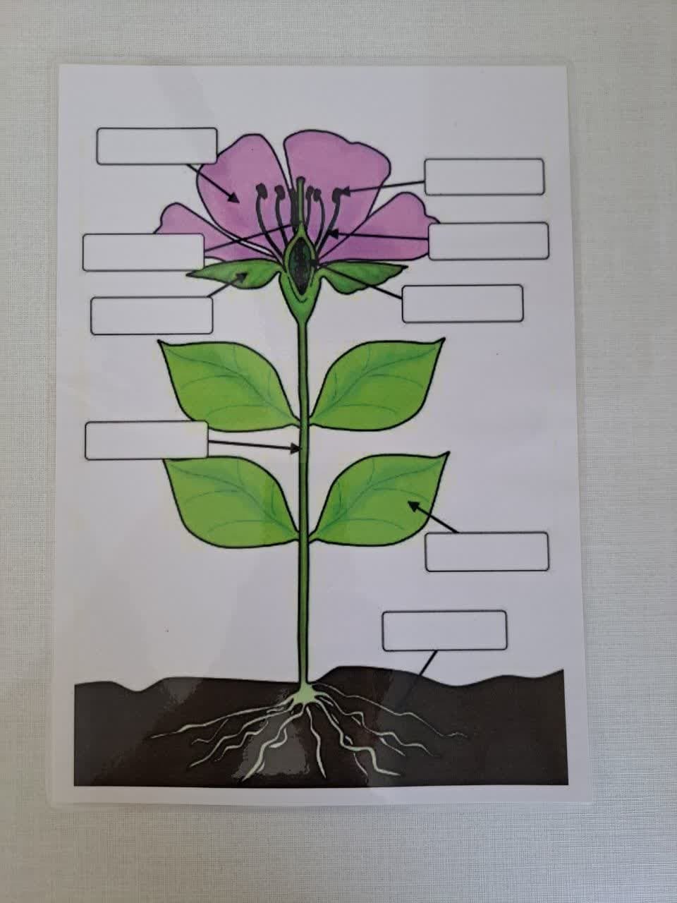 برگه قسمت های مختلف گل