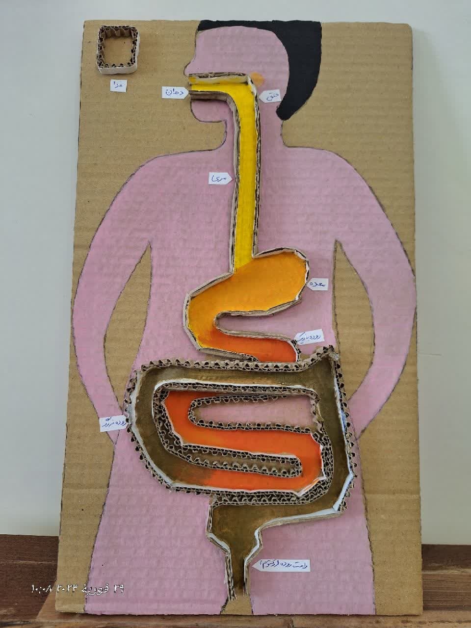  ماکت سیستم گوارش مقوایی 