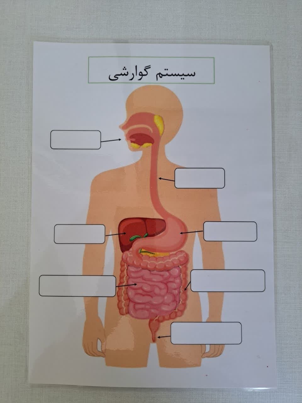  سیستم گوارش 