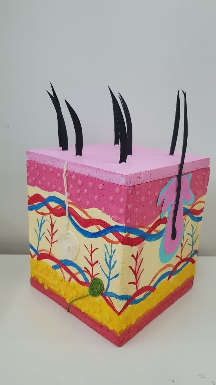  ماکت پوست و مو 